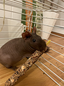 Ära anda karvatu merisiga koos puuriga (4 foto / 4)