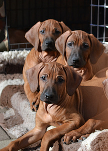Rhodesian Ridgeback (1 foto / 8)
