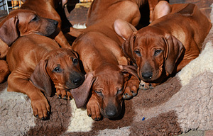 Rhodesian Ridgeback (3 foto / 8)