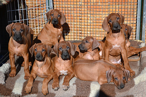 Rhodesian Ridgeback (4 foto / 8)