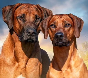 Rhodesian ridgeback (7 фото из 7)