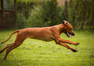 Rhodesian ridgeback (3 фото из 7)