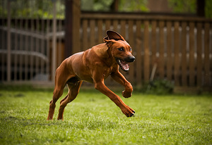 Rhodesian ridgeback (4 фото из 7)