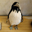 Декоративный пингвин (фото #2)
