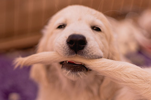 Golden Retriever Puppies (2 foto / 7)