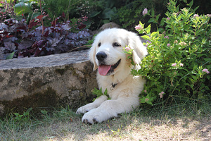 Golden Retriever Puppies (4 foto / 7)
