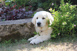 Golden Retriever Puppies (5 foto / 7)