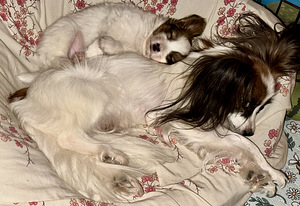 Papillon (5 foto / 5)