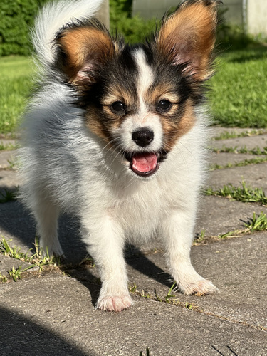 Papillon