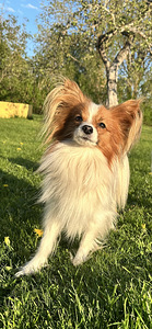 Papillon (3 foto / 5)