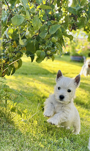 West highland white terrier (8 foto / 8)