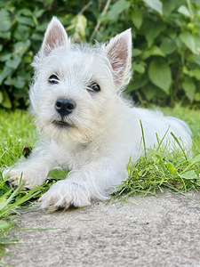 West highland white terrier (1 foto / 8)