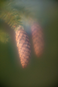Haruldane! 85mm f0.79 üli valgusjõuline objektiiv (10 foto / 10)