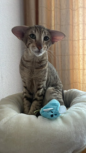 Idamaine kass (1 foto / 1)