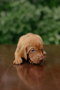 Vizsla / Ungari lühikarvalise linnukoera kutsikad (7 foto / 7)