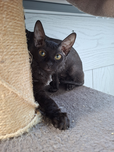Don Sphynx kassipoeg