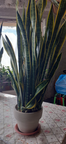 Sansevieria
