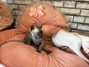 Котята канадского сфинкса (4 фото из 10)