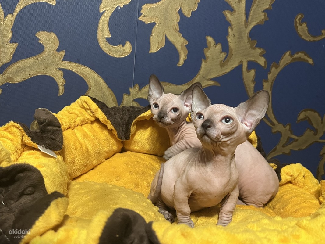 Sfinksu kaķēni - bambino (foto #4)