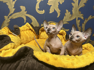 Sfinksu kaķēni - bambino (6 foto no 10)