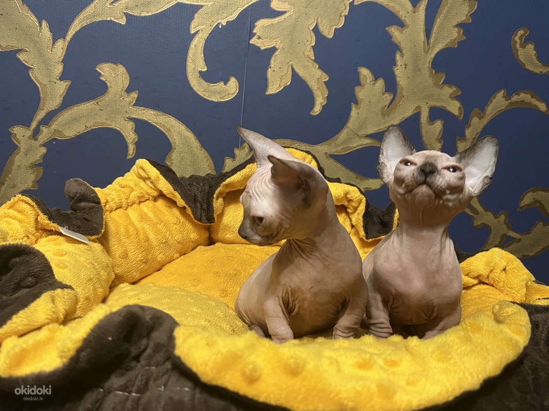 Sfinksu kaķēni - bambino (foto #9)