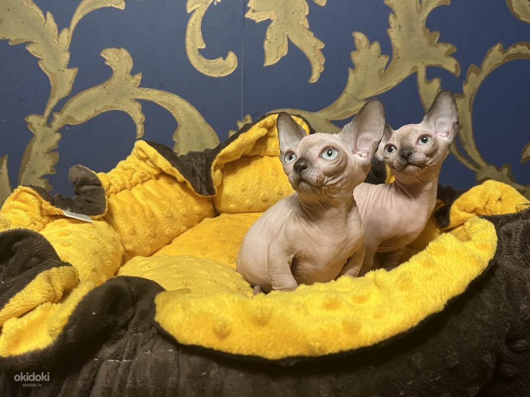 Sfinksu kaķēni - bambino (foto #10)