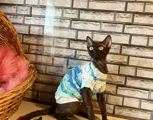 Meitene devon rex (9 foto no 10)