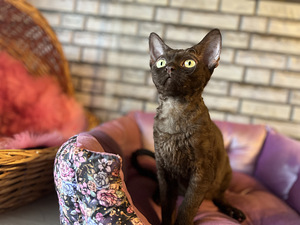 Meitene devon rex (10 foto no 10)