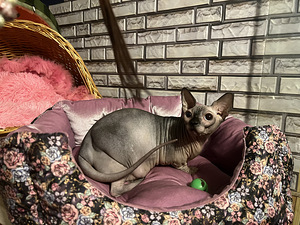 Bambino Kanādas sfinksu zēns (5 foto no 5)