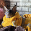 Котенок канадского сфинкса (фото #2)