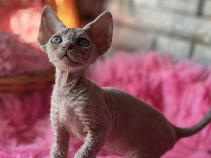 Devon Rex kaķēni (5 foto no 10)