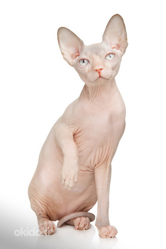 Kanādas sfinksa kaķēni