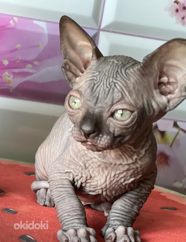 Мальчик канадского сфинкса