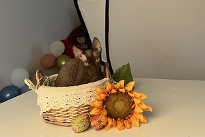 Devonas reksa zēns (7 foto no 8)