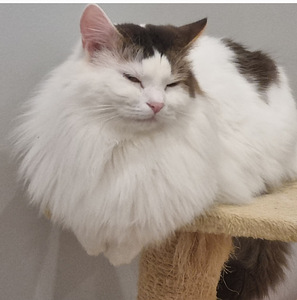 Munchkin/taks kass (9 foto / 10)
