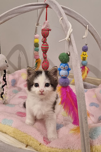 Munchkin Non Standart (1 foto / 4)
