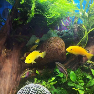 Labidochromis yellow