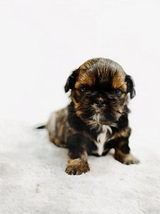 Kutsikad shih tzu (1 foto / 3)
