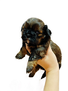 Kutsikad shih tzu (3 foto / 3)