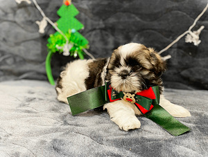 Shih Tzu kutsikad (4 foto / 4)