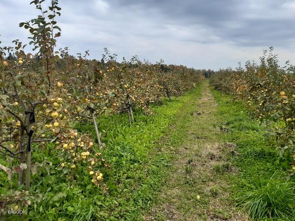 Большой яблочный сад 9.37 гектар (фото #7)