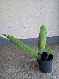 Epiphyllum (2 foto / 2)