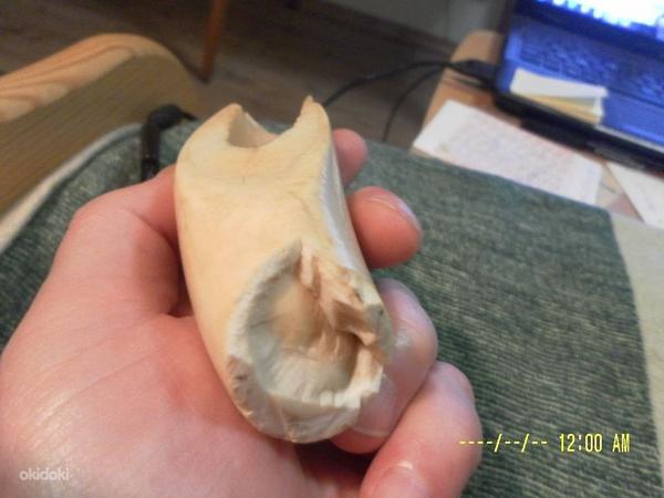 Натуральный зуб кашалота.Вес 160 гр.Длина 11 см. (фото #6)
