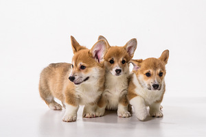 Welsh Corgi Pembroke kutsikad (2 foto / 4)