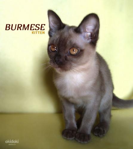 Бурма, котенок (фото #1)