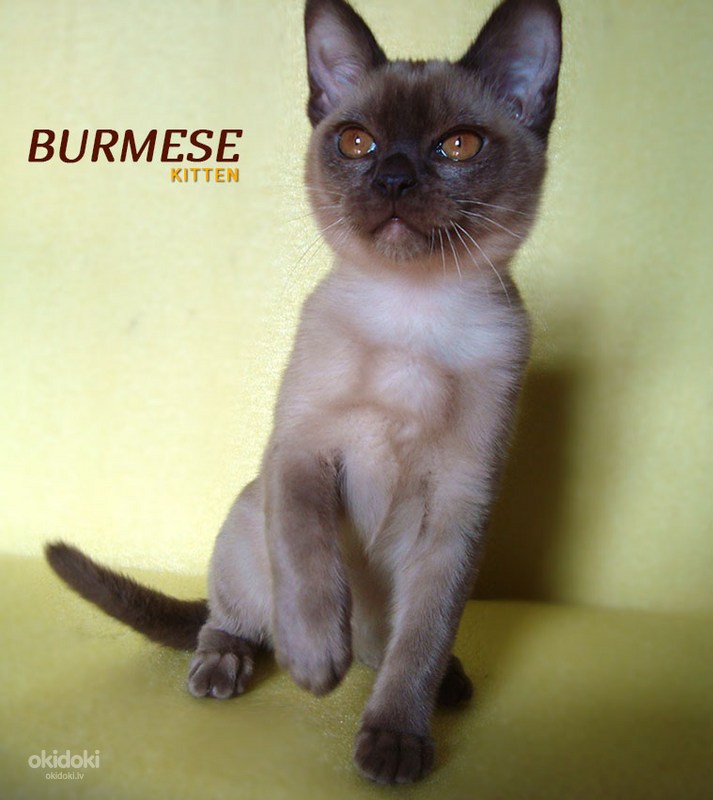 Burmas kaķēni (foto #3)