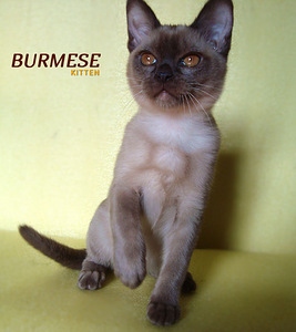 Бурма, котенок