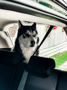 Siberi Husky otsib pruuti (2 foto / 3)