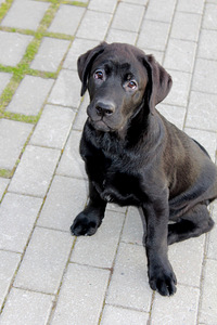 Labradori retriiveri kutsikad
