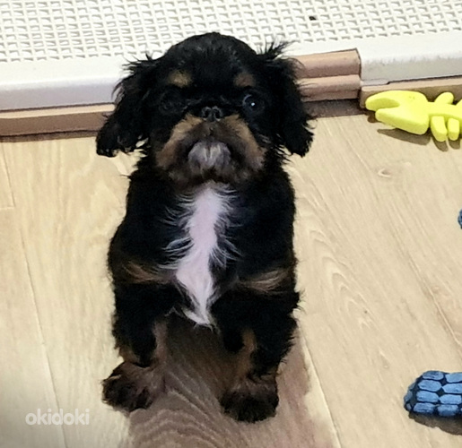 KING SHARLES SPANIEL
